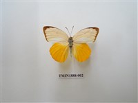 藏品(黃裙遷粉蝶)的圖片